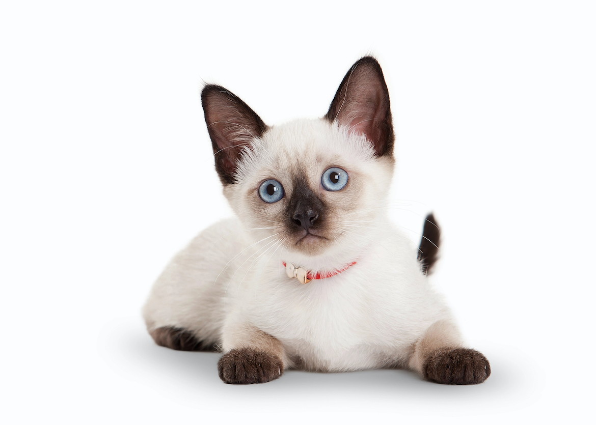 Thai macska: macskaeledel és fajtaportré